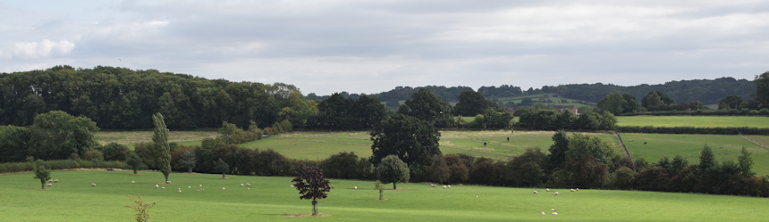 Field with sheep